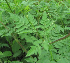 Chaerophyllum aureum