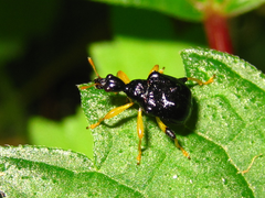 Phymatapoderus flavimanus