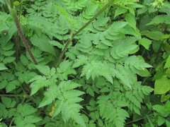 Chaerophyllum aureum
