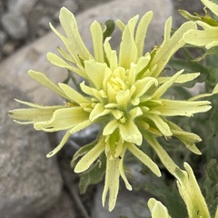 Castilleja nana