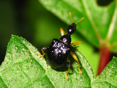 Phymatapoderus flavimanus