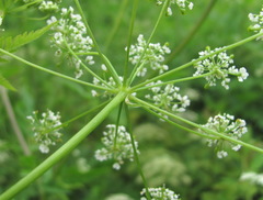 Chaerophyllum aureum