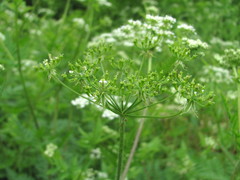 Chaerophyllum aureum