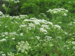 Chaerophyllum aureum