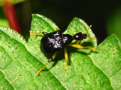 Phymatapoderus flavimanus