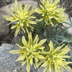 Castilleja nana