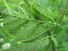 Chaerophyllum aureum