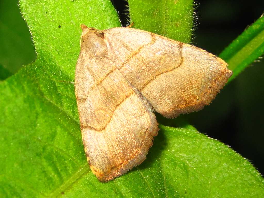 Leiostola