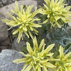 Castilleja nana