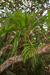 Werauhia