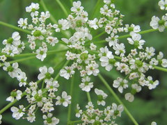 Chaerophyllum aureum