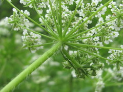 Chaerophyllum aureum
