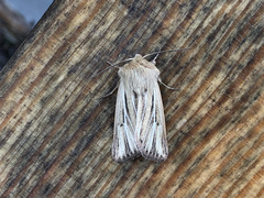 Mythimna anderreggii