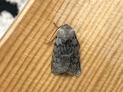 Agrotis simplonia