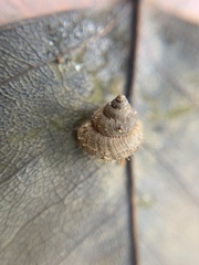 Lagocheilus hungerfordianus