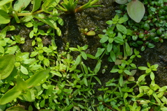 Callitriche peploides