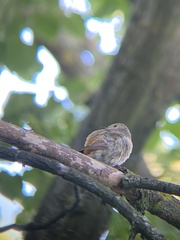 Phoenicurus phoenicurus