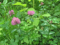 Trifolium pratense