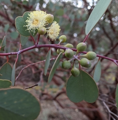 Eucalyptus minniritchi