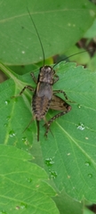 Loxoblemmus