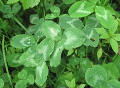 Trifolium pratense
