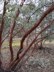 Eucalyptus minniritchi