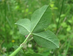 Trifolium pratense