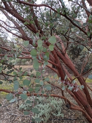 Eucalyptus minniritchi