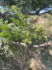 Vachellia robusta clavigera