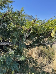 Vachellia robusta clavigera