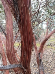 Eucalyptus minniritchi