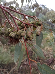 Eucalyptus ceratocorys