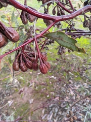 Eucalyptus ceratocorys