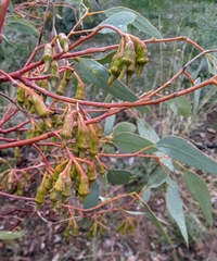 Eucalyptus ceratocorys