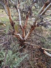 Eucalyptus ceratocorys