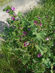 Malva sylvestris