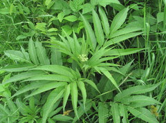 Sambucus ebulus