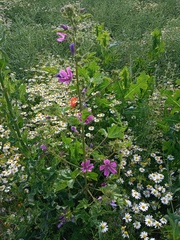 Malva sylvestris
