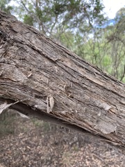 Eucalyptus globoidea