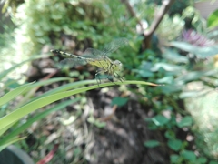 Diplacodes trivialis