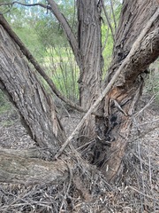Eucalyptus globoidea