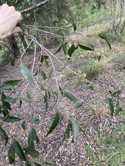 Eucalyptus globoidea