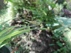 Diplacodes trivialis