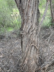 Eucalyptus globoidea