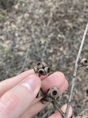 Eucalyptus globoidea