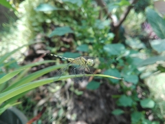 Diplacodes trivialis