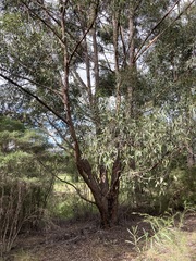 Eucalyptus globoidea