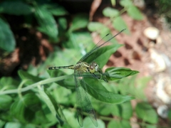 Diplacodes trivialis