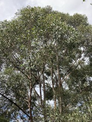 Eucalyptus globoidea