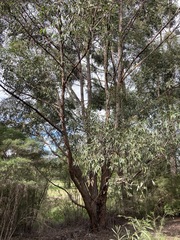 Eucalyptus globoidea